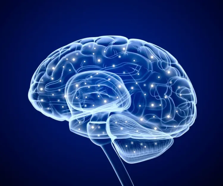 Cerveau